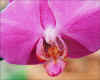 Orchid.jpg (707692 bytes)