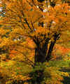 Autumn.JPG (139845 bytes)