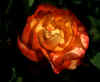 Rose.JPG (39368 bytes)